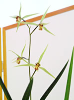 ����/�ꕶ��