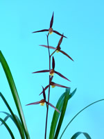 �l���\��̗_