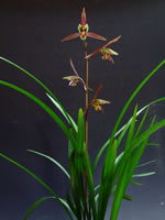 ���(��)