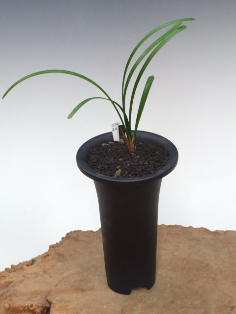 金手まり】 寒蘭 山野草 東洋蘭 ① No:2341品代錦 - 寒蘭/山野草