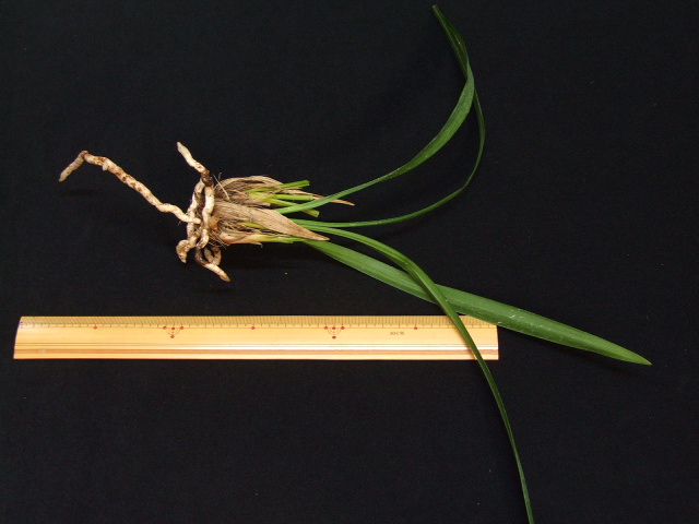 No:2364白妙 - 寒蘭/山野草販売【東美園】