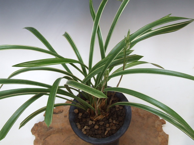 寒蘭-25452-5H5　56　静素×天彦 No:2492天山 - 寒蘭/山野草販売【東美園】