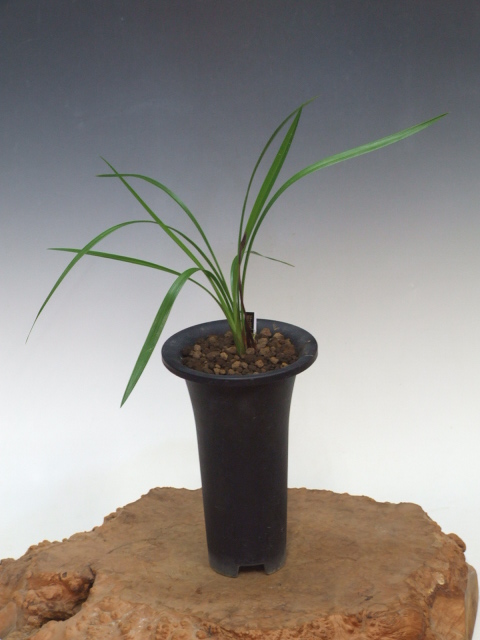 No:2495野根小町 - 寒蘭/山野草販売【東美園】