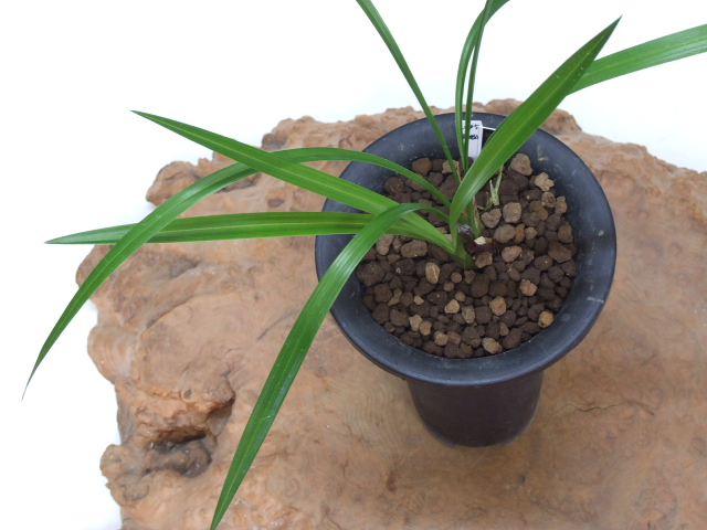 No:2495野根小町 - 寒蘭/山野草販売【東美園】