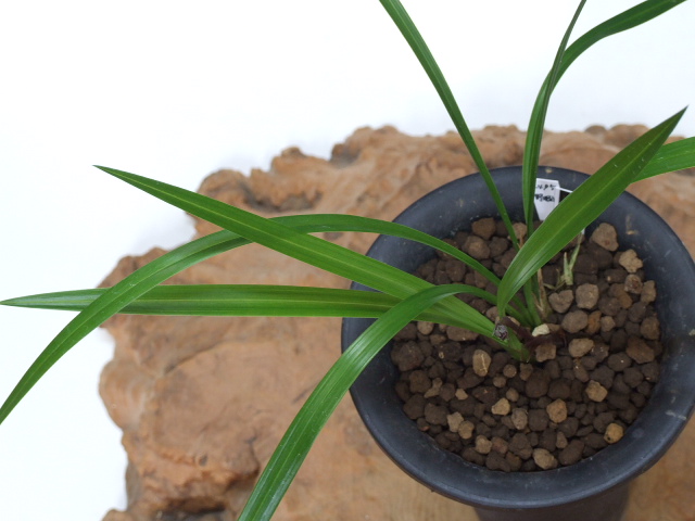 No:2495野根小町 - 寒蘭/山野草販売【東美園】