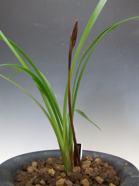 No:2495野根小町 - 寒蘭/山野草販売【東美園】