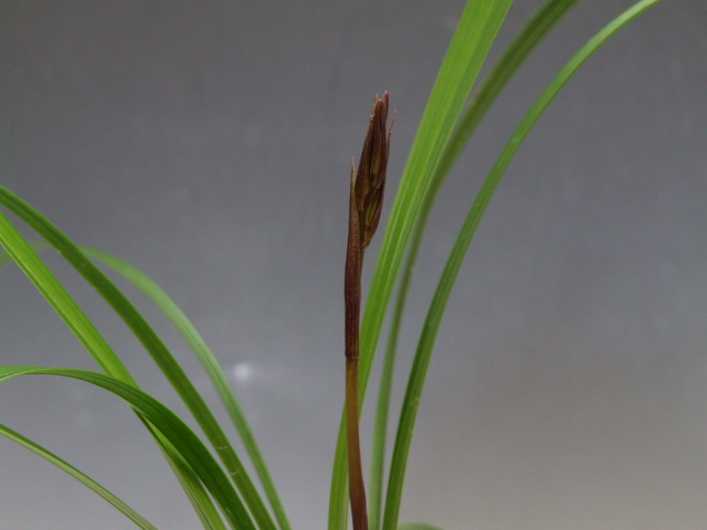 No:2495野根小町 - 寒蘭/山野草販売【東美園】