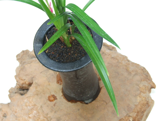 土佐寒蘭〔豊雪〕花芽1 土佐寒蘭〔豊雪〕花芽1 No:2504豊雪 - 寒蘭/山野草販売【