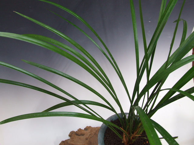 No:2513四万十川の誉 - 寒蘭/山野草販売【東美園】