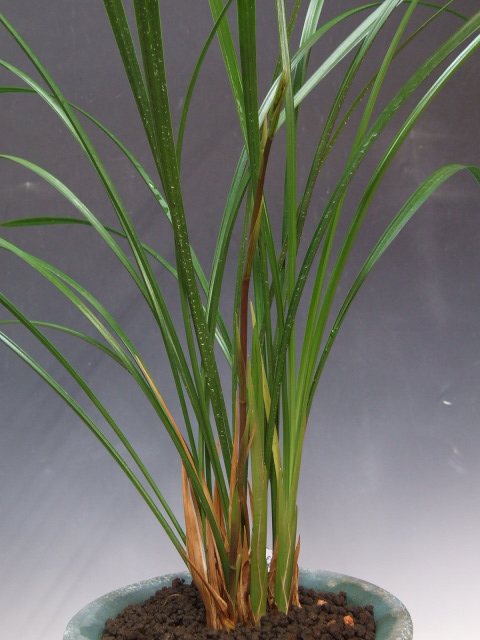 ＊＊＊土佐寒蘭 ＊＊＊四万十川の誉 M-２４４：土佐寒蘭・高知県産：登録品：四万十川の誉 寒蘭専門店