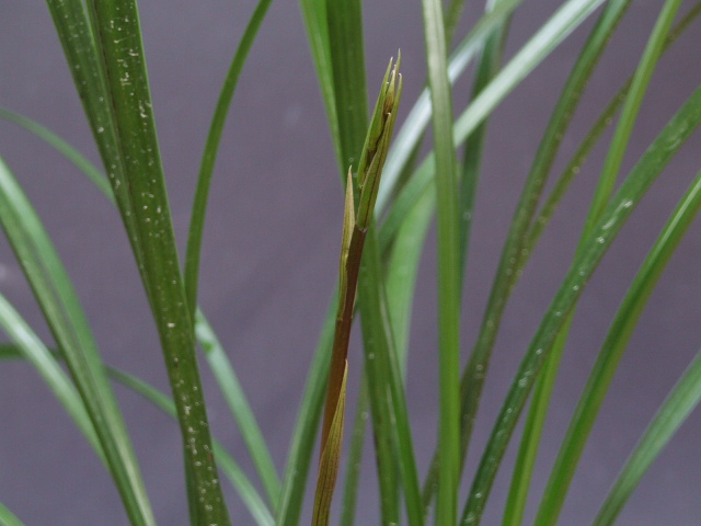 No:2513四万十川の誉 - 寒蘭/山野草販売【東美園】