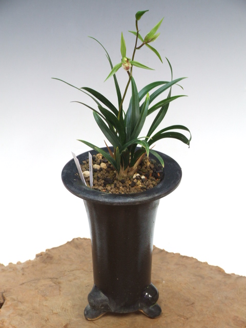 寒蘭専門店 東洋蘭センター ⁄ 柄物・チャボ