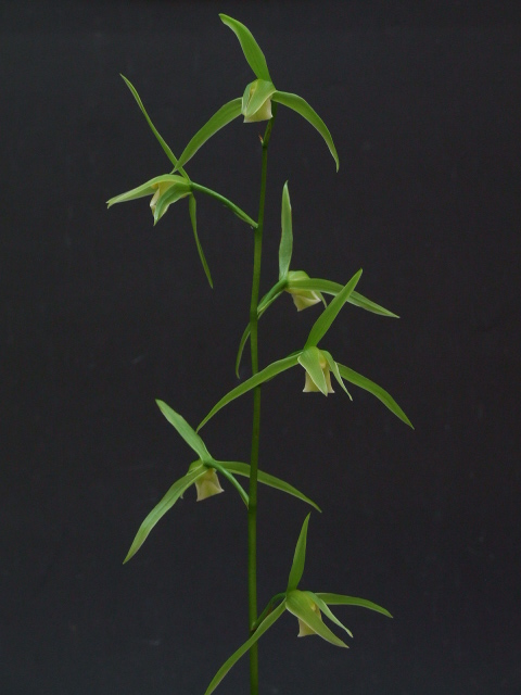 No:2538白妙 - 寒蘭/山野草販売【東美園】