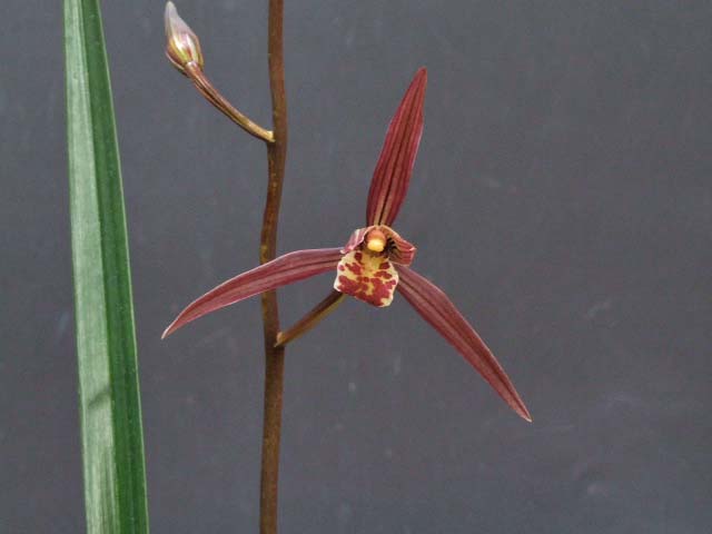 ☆寒蘭☆1E-33『銘品：緋の舞』4条立ち 寒蘭 春蘭 寒蘭 銘品 天女 紅更紗一文字系 ４条立ち