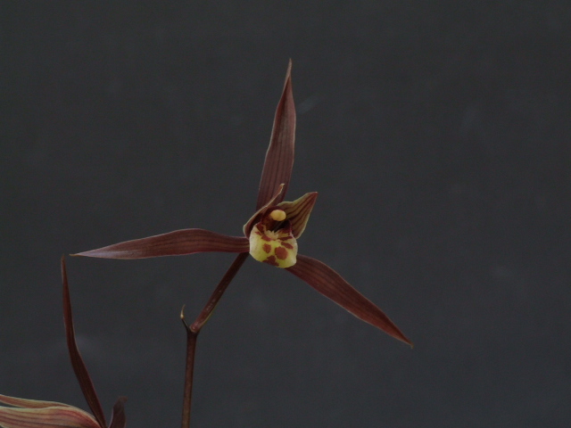 ＊＊＊土佐寒蘭 ＊＊＊四万十川の誉 M-２４４：土佐寒蘭・高知県産：登録品：四万十川の誉 寒蘭専門店