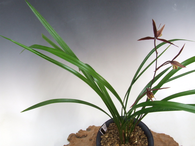 No:2550四万十川の誉 - 寒蘭/山野草販売【東美園】