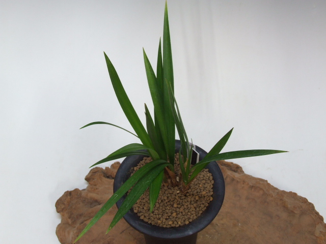 寒蘭-051　568-4H　薄桃花(更紗無点大舌×西雄)×黒椿　苗　交配種 11/20 寒蘭 白西系交配種 更紗一文字 花付11本立 売切れました