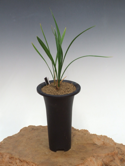 No:2642四万十の月 - 寒蘭/山野草販売【東美園】