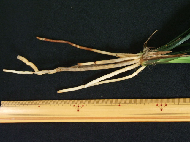 対馬寒蘭 Kawasaki 16 ZX-10R (ZXT00S)POWER BOX TitanBlue K's-STYLE