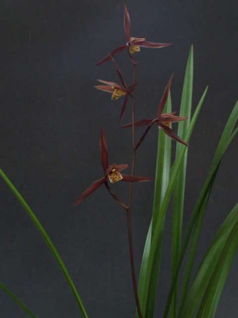 颯 チャングム×白清紅 未開花中苗60（えびね・エビネ・春蘭