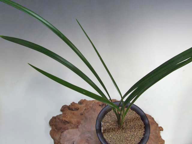 No:2968紅鷲 - 寒蘭/山野草販売【東美園】