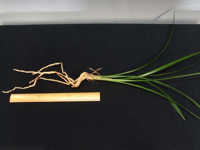 No:2968紅鷲 - 寒蘭/山野草販売【東美園】