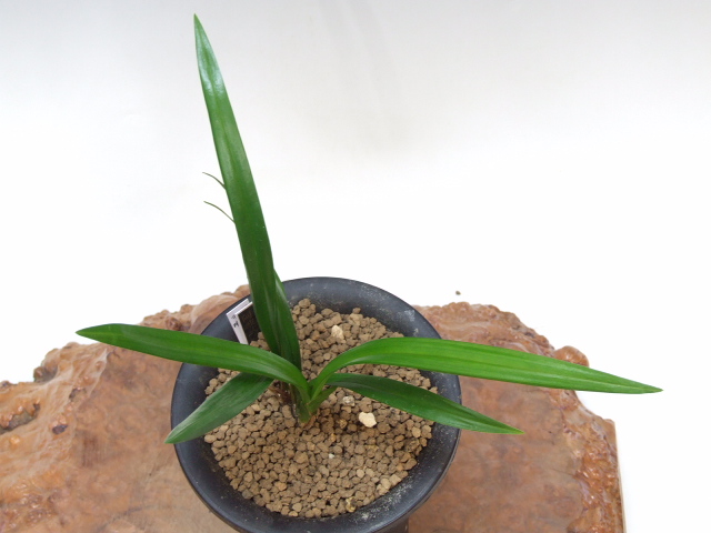 ○寒蘭○　　　阿波登録銘花　　「小夜の月」　　　野生蘭　春蘭　山野草 : charm（山野草）シュンラン（春蘭） 原種系 ３号