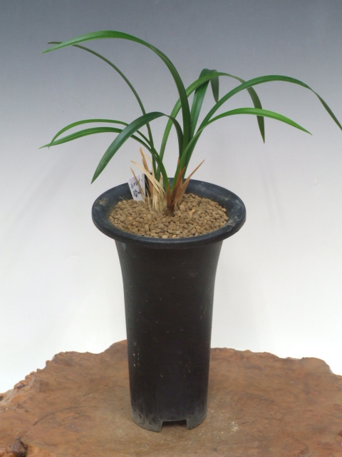 No:3081蛍の舞 - 寒蘭/山野草販売【東美園】