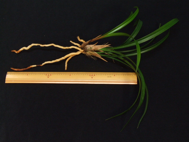 No:3081蛍の舞 - 寒蘭/山野草販売【東美園】