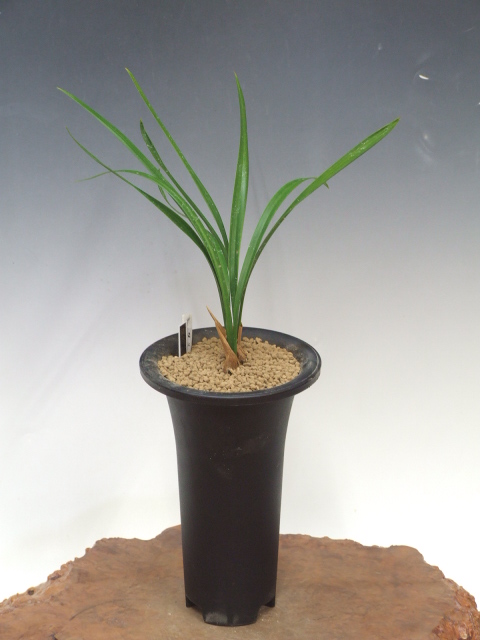 No:3102清水 - 寒蘭/山野草販売【東美園】