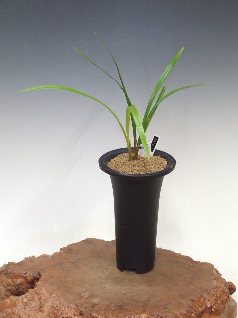 No:3109金の月 - 寒蘭/山野草販売【東美園】