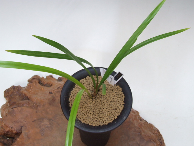 No:3109金の月 - 寒蘭/山野草販売【東美園】