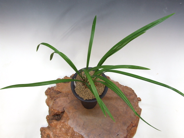 日向寒蘭銘品『日向の誉』成木花芽付き　寒蘭　春蘭　東洋蘭 日本寒蘭 日向の名花「日向の誉(ひゆうがのほまれ)」が咲きまし