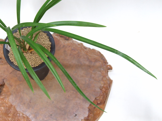 日向寒蘭銘品『日向の誉』成木花芽付き　寒蘭　春蘭　東洋蘭 寒蘭専門店 東洋蘭センター / 花芽付き 日向の誉 （ひゅうがのほ