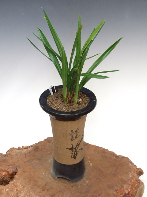 No:3225忍者 - 寒蘭/山野草販売【東美園】