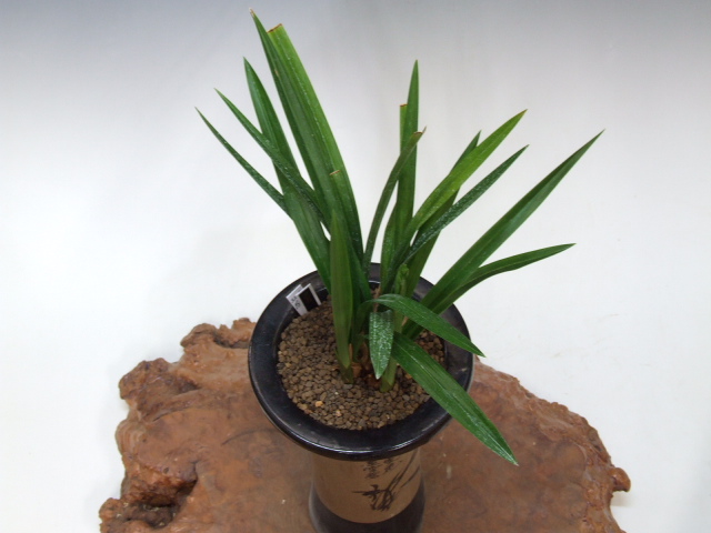 No:3225忍者 - 寒蘭/山野草販売【東美園】