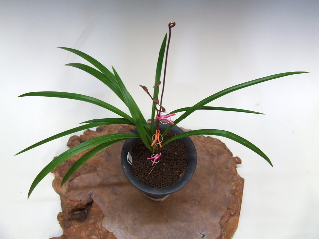 No:3269桃里 - 寒蘭/山野草販売【東美園】