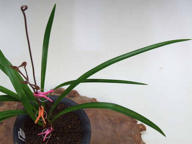 No:3269桃里 - 寒蘭/山野草販売【東美園】