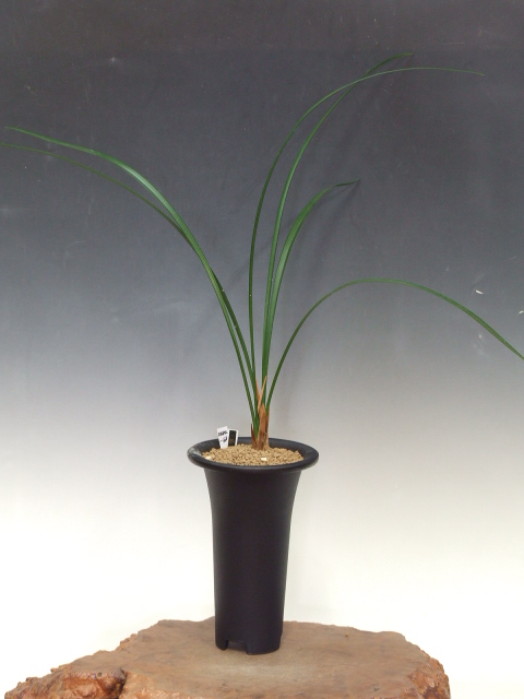 No:3382一酔 - 寒蘭/山野草販売【東美園】