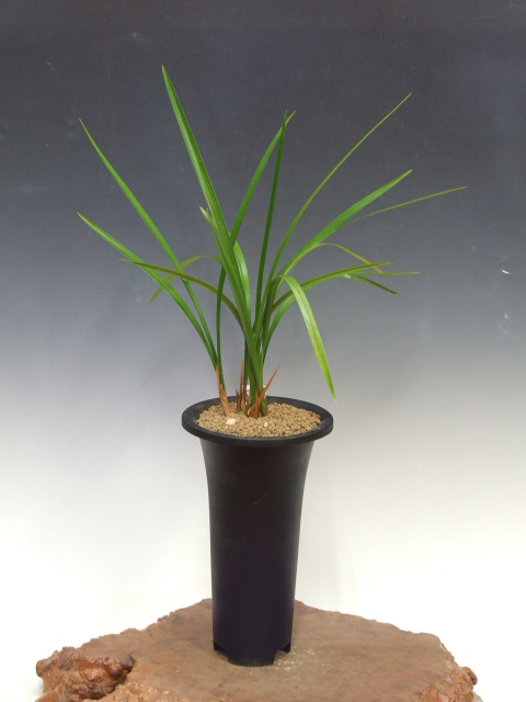 完売天然＊野生【寒蕨/カンワラビ/冬の華蕨】山野草/3苗セット価格/抜き苗