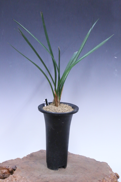 No:3413蒼天の星 - 寒蘭/山野草販売【東美園】