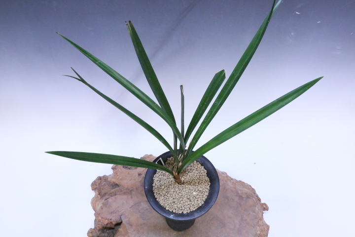 No:3413蒼天の星 - 寒蘭/山野草販売【東美園】