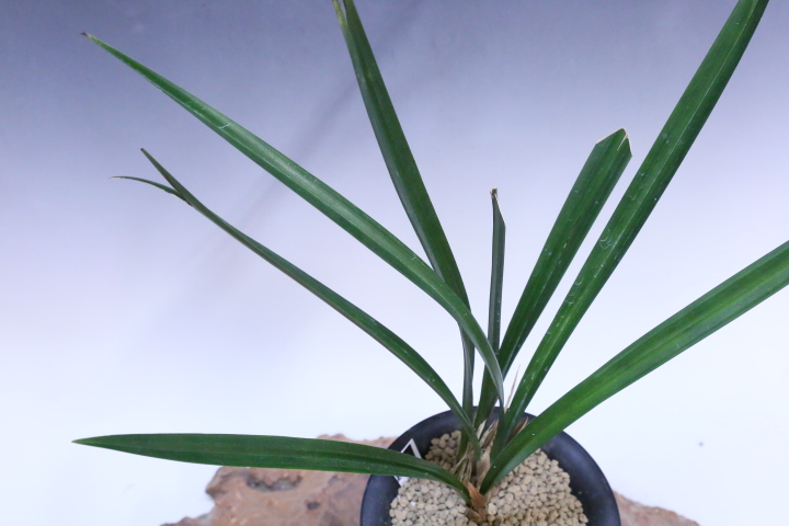 No:3413蒼天の星 - 寒蘭/山野草販売【東美園】