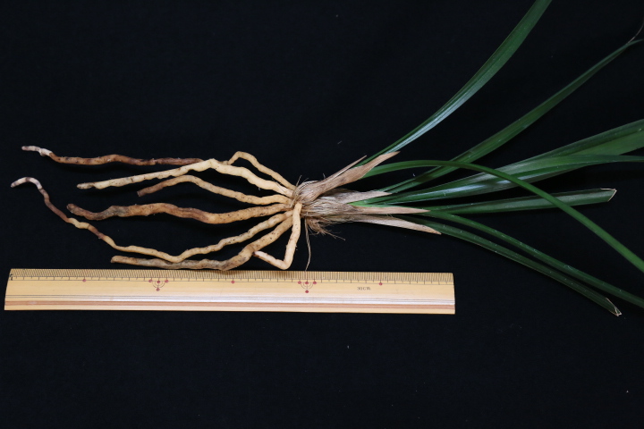 No:3413蒼天の星 - 寒蘭/山野草販売【東美園】