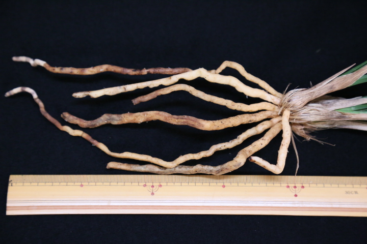 No:3413蒼天の星 - 寒蘭/山野草販売【東美園】