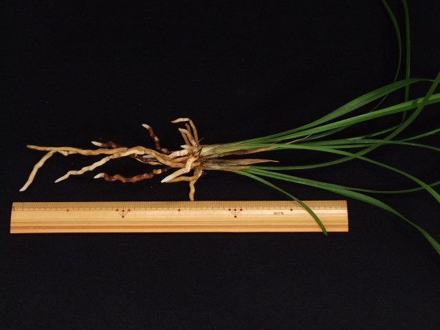 ○寒蘭○ 土佐寒蘭 「綾小町」 野生蘭 春蘭