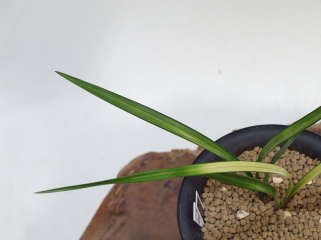 No:3540銀河 - 寒蘭/山野草販売【東美園】