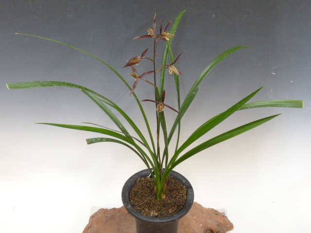 ＊＊＊土佐寒蘭 ＊＊＊四万十川の誉 M-２４４：土佐寒蘭・高知県産：登録品：四万十川の誉 寒蘭専門店