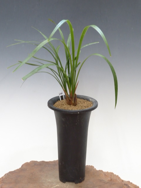 土佐寒蘭〔日光〕開花中 土佐寒蘭〔日光〕開花中 - メルカリ