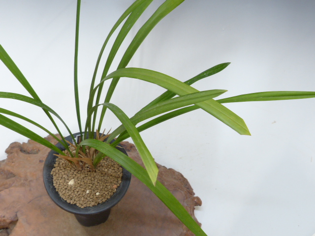 No:3753土佐茜雲 - 寒蘭/山野草販売【東美園】